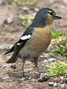 Azores Chaffinch