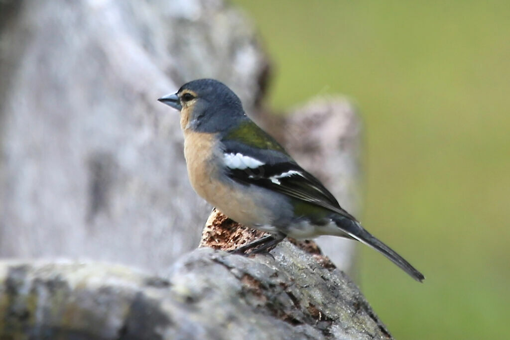 Pinson des Açores