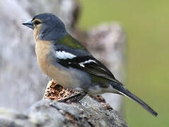 Azores Chaffinch