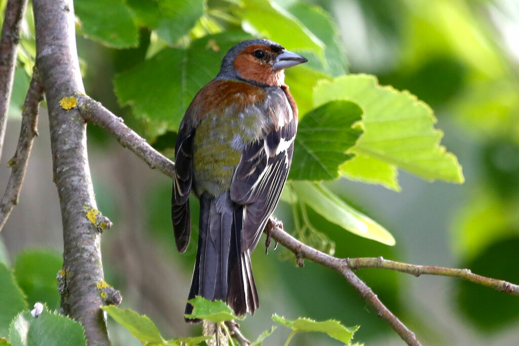 Common Chaffinch