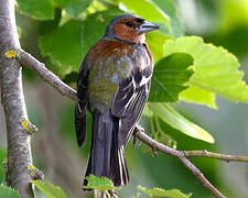 Common Chaffinch