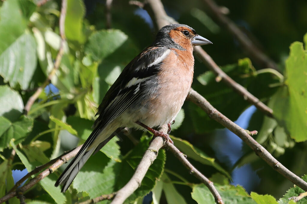 Eurasian Chaffinch