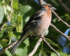 Common Chaffinch