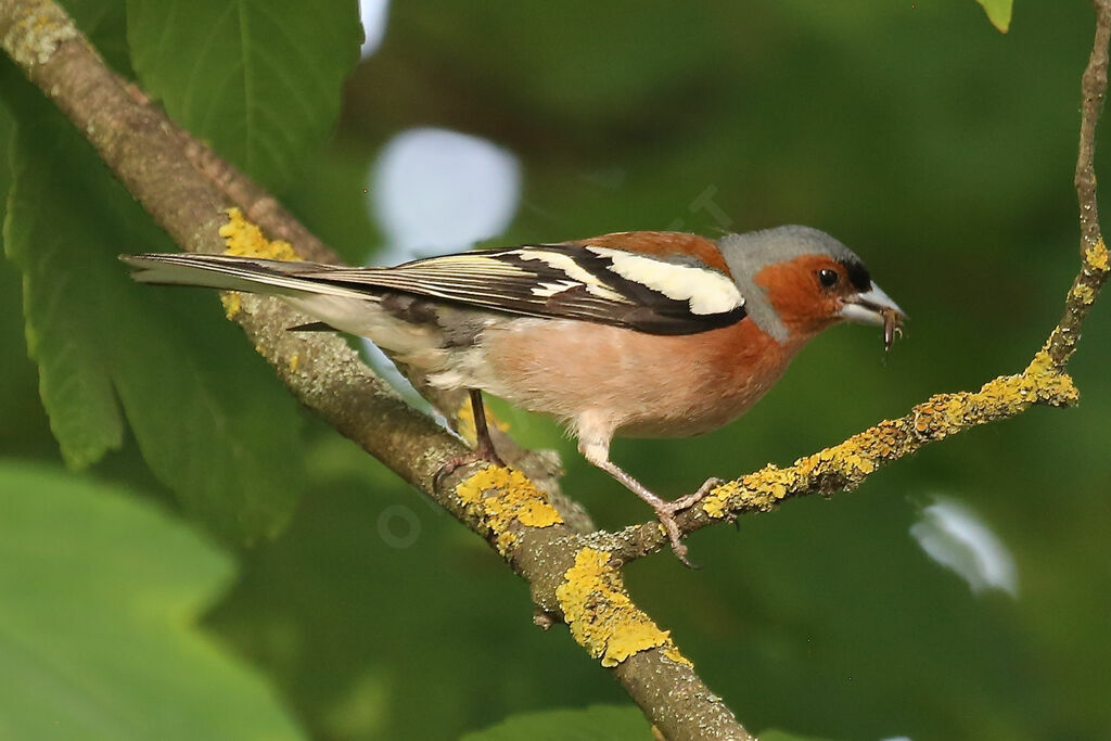 Common Chaffinch