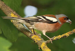 Eurasian Chaffinch