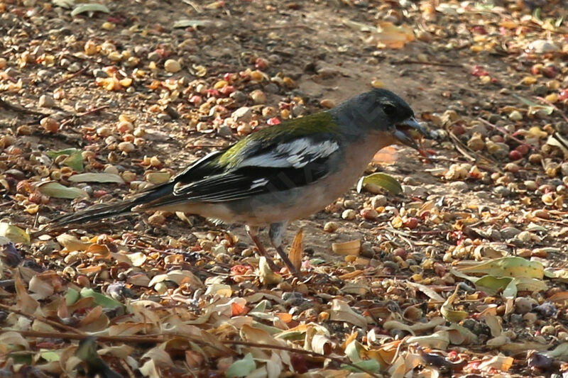 Eurasian Chaffinch