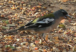 Eurasian Chaffinch