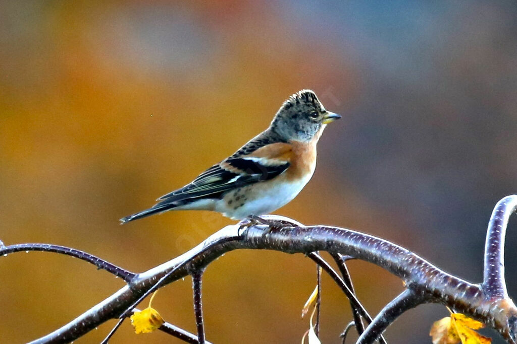 Brambling