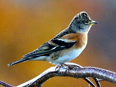 Brambling