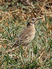 Pipit à dos uni