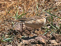 Pipit à dos uni
