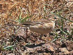 Pipit à dos uni