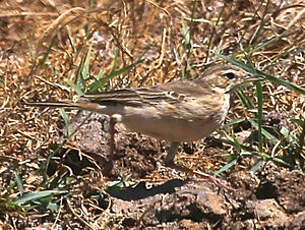 Pipit à dos uni