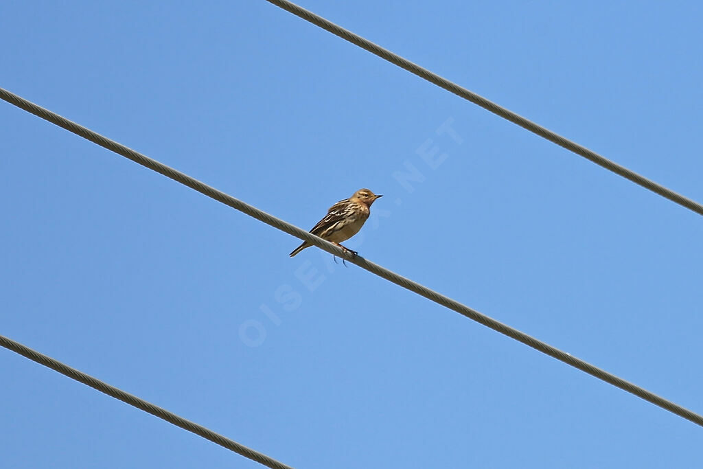 Pipit à gorge rousse