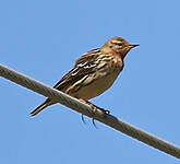 Pipit à gorge rousse