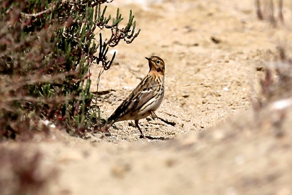 Pipit à gorge rousse