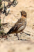 Red-throated Pipit