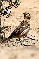 Pipit à gorge rousse