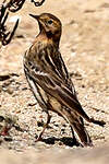 Pipit à gorge rousse