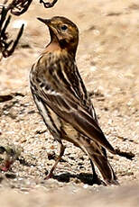 Pipit à gorge rousse