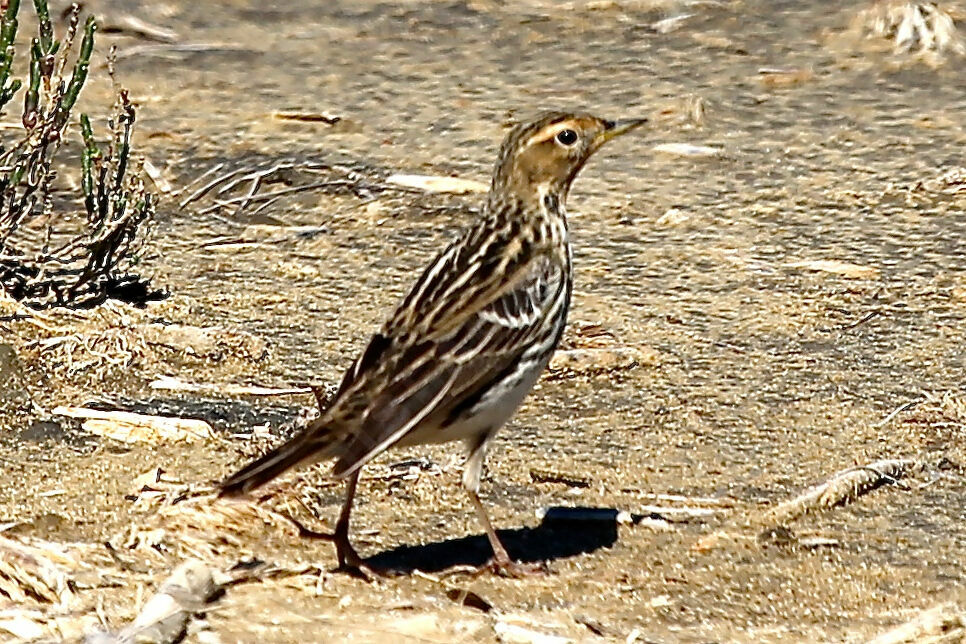 Pipit à gorge rousse