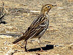 Pipit à gorge rousse