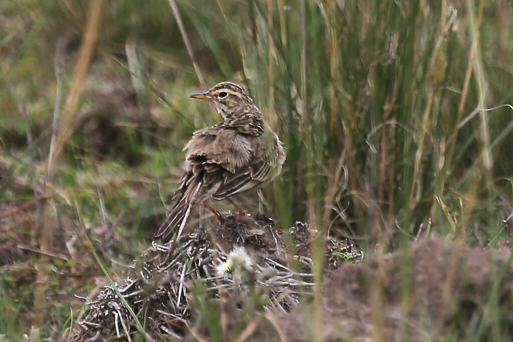 Pipit africain