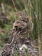 Pipit africain