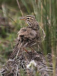 Pipit africain