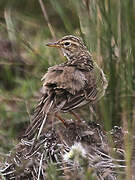 Pipit africain