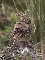 Pipit africain