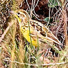 Pipit de Sharpe