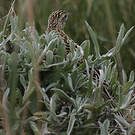 Pipit de Sharpe