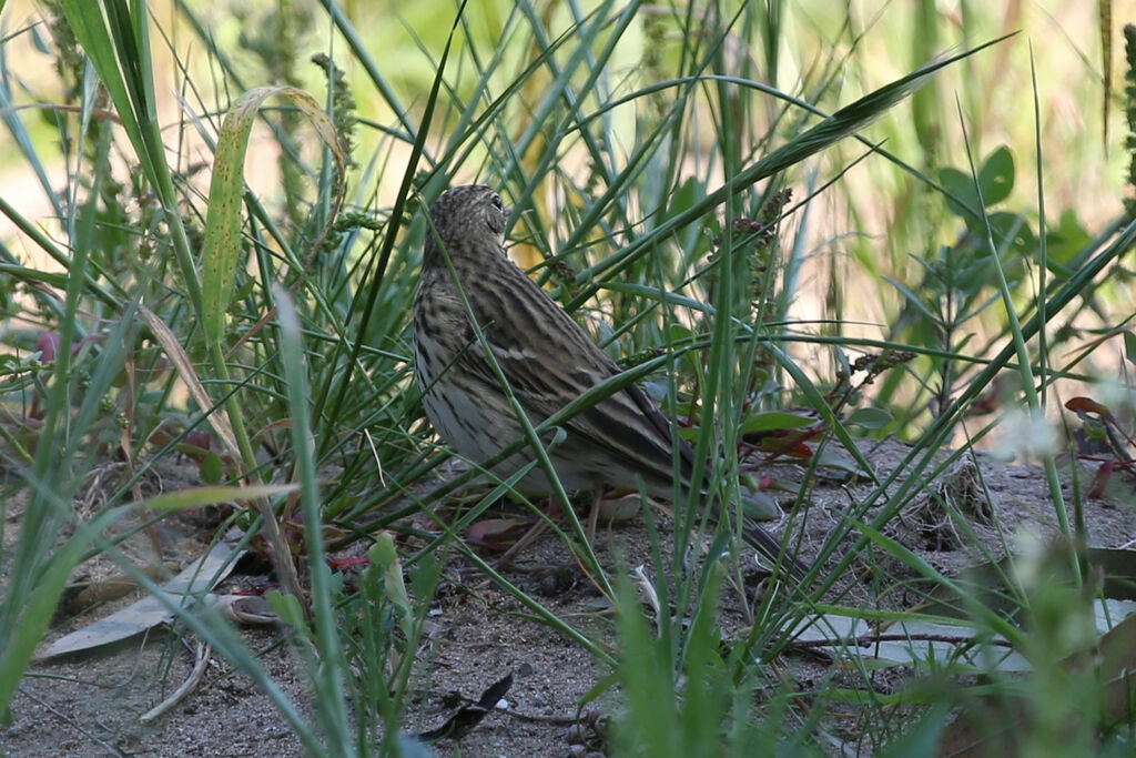 Pipit des arbres