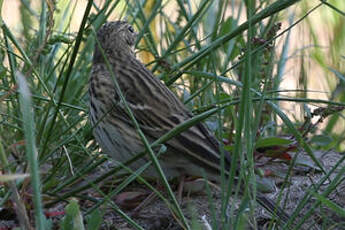 Pipit des arbres