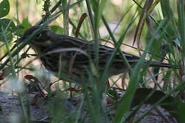 Pipit des arbres