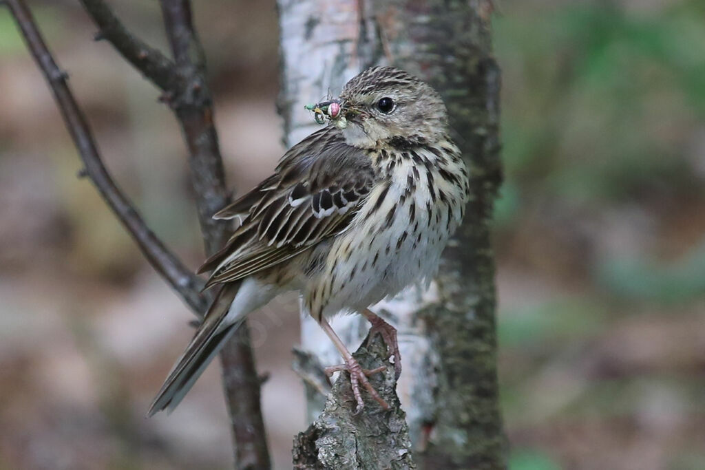 Tree Pipit