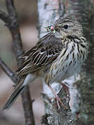 Tree Pipit