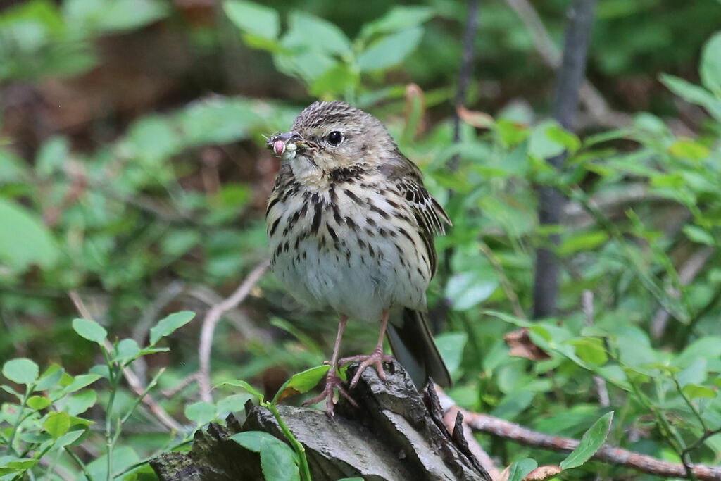 Pipit des arbres