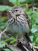 Pipit des arbres