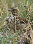 Pipit farlouse