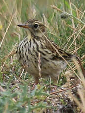 Pipit farlouse