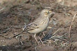 Pipit rousseline