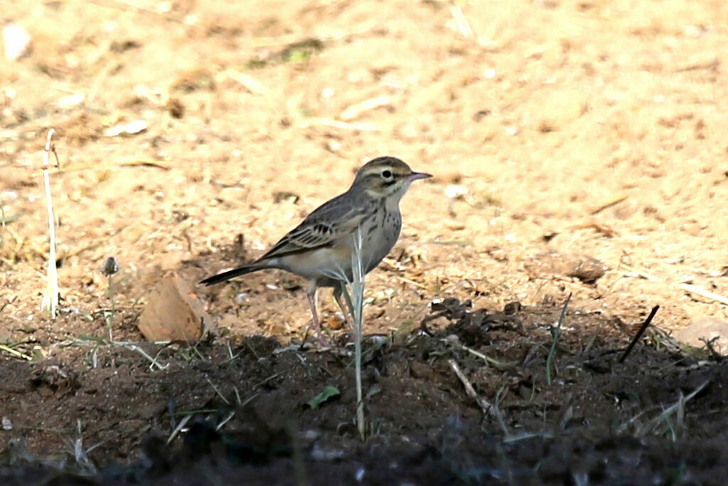 Pipit rousseline