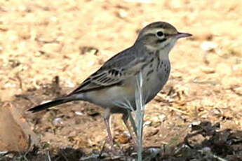 Pipit rousseline