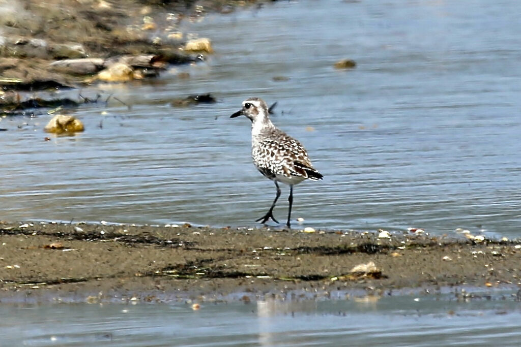 Grey Plover