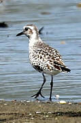 Grey Plover