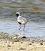 Grey Plover