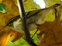 Yellow-browed Warbler