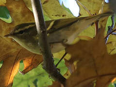 Yellow-browed Warbler